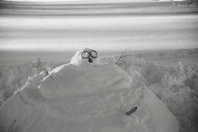 Close-up of horse in winter