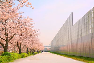 Trees in bloom with pink flowers