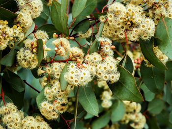 Close-up of flowering plant