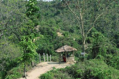 View of trees in forest