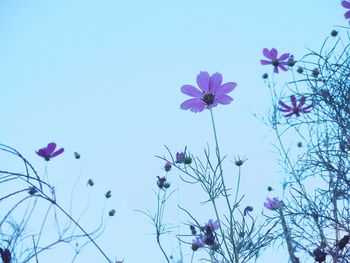 Low angle view of purple flowering plants against clear blue sky