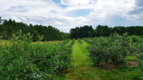 Scenic view of field against cloudy sky