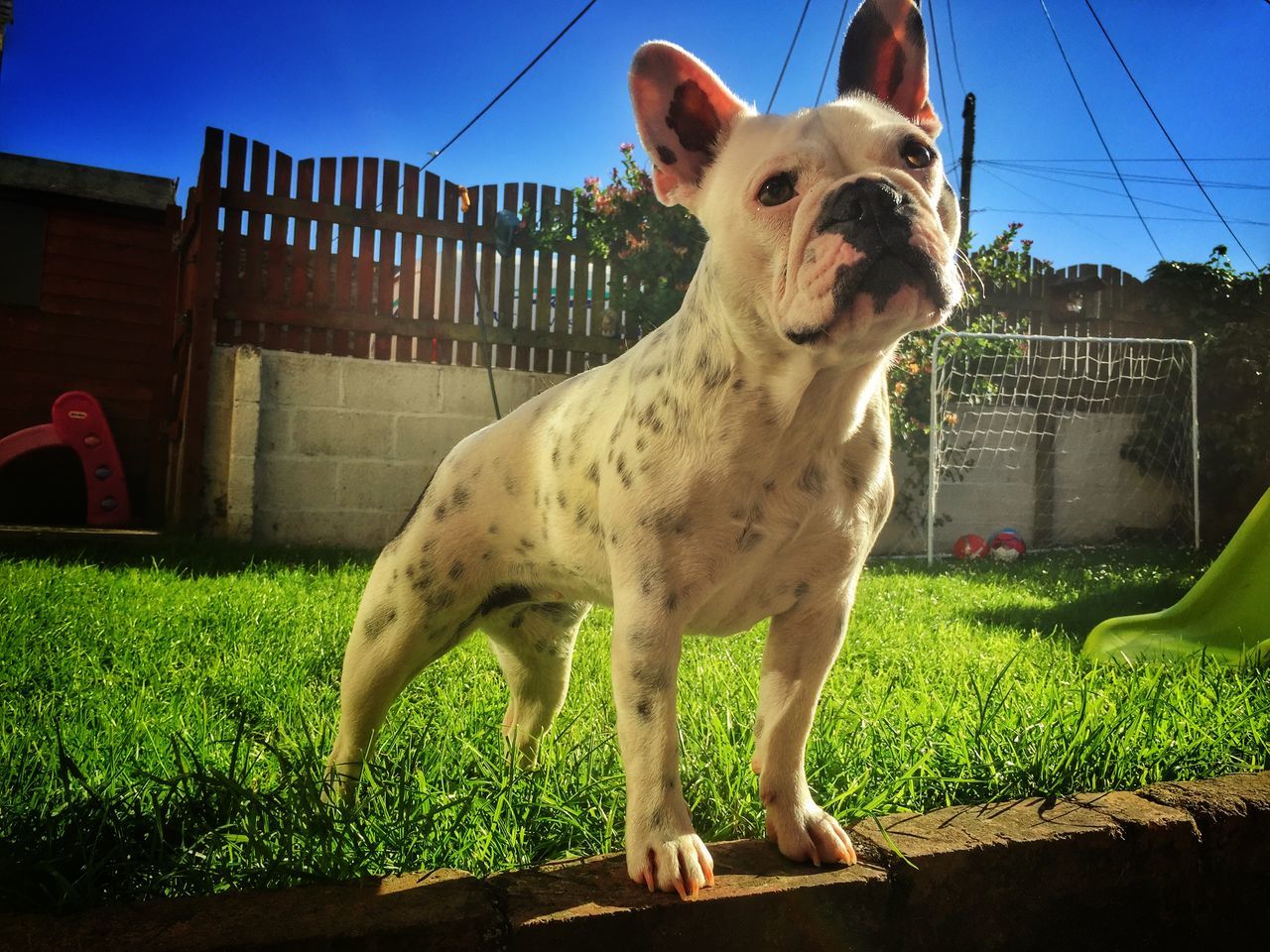 domestic animals, animal themes, mammal, one animal, pets, grass, built structure, building exterior, sunlight, standing, dog, field, sky, architecture, no people, outdoors, day, zoology, fence, vertebrate