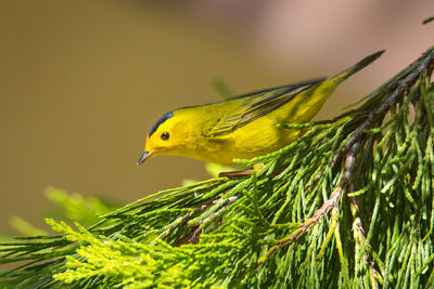 Close-up of a bird