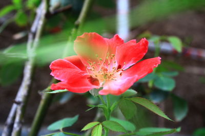 Close-up of red rose flower