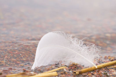 Close-up of feather on snow