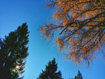 Low angle view of trees against blue sky