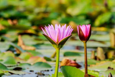 Close-up of pink water lily in pond