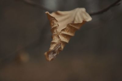 Close-up of plant against blurred background