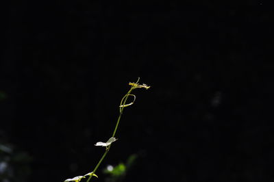 Close-up of grasshopper on plant against black background