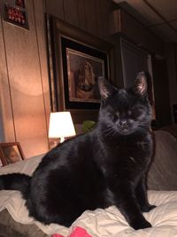Black cat at home