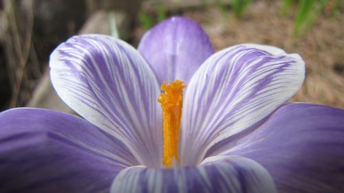 Close-up of purple flower