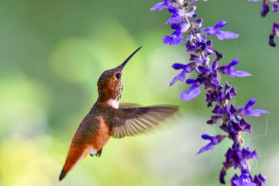 Close-up of bird flying against blurred background