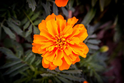 Close-up of yellow flower