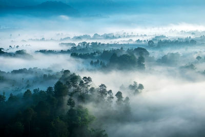 Scenic view of forest against sky during foggy weather