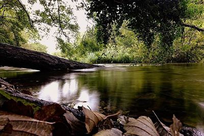 Scenic view of river in forest