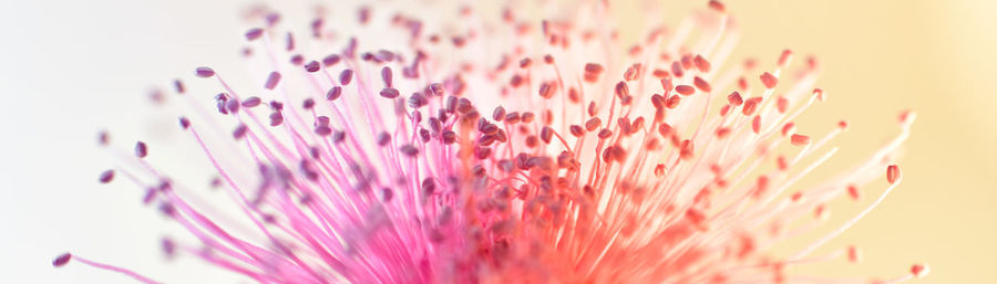 Close-up of pink flower over white background