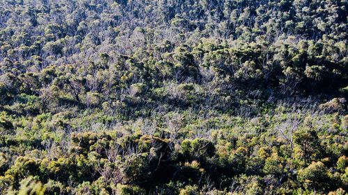 High angle view of trees in forest