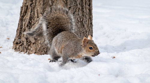 Squirrel on snow covered land