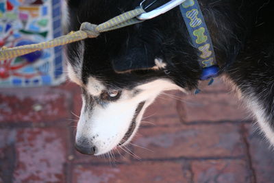 Close-up of horse outdoors