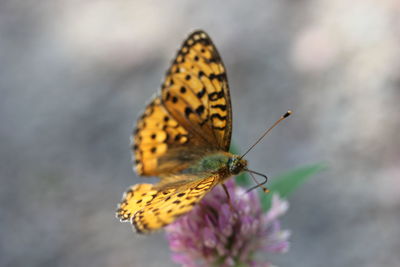 Close-up of butterfly on flower