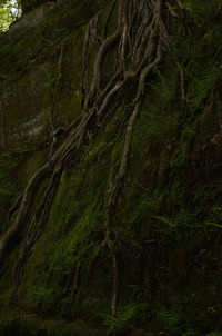 Trees growing in forest