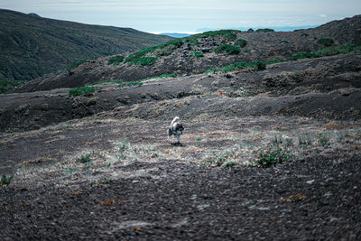 View of an animal on land