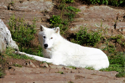 Portrait of white sheep