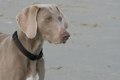 Close-up of dog on beach