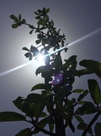Low angle view of silhouette tree against sky