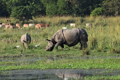 Indian rhinoceros