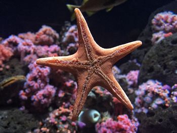 Close-up of starfish in aquarium