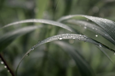 Close-up of wet plant