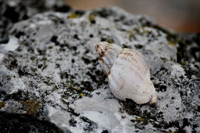 Close-up of lizard on rock