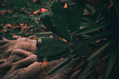 Close-up of succulent plant