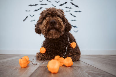 Portrait of a dog on table