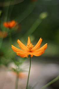 Close-up of orange flower against blurred background