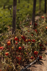 Close-up of tomatoes in garden