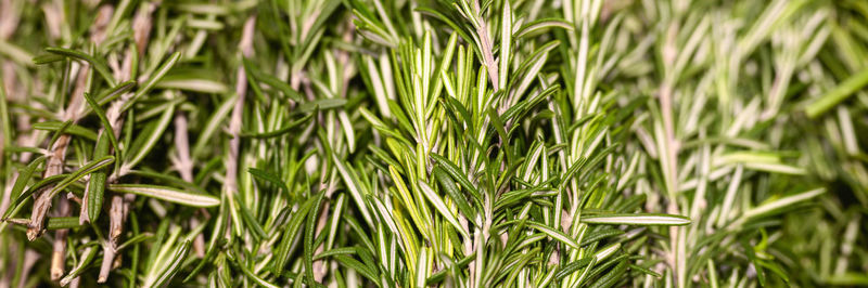 Rosemary bunches of aromatic herbs cooking seasoning close up. banner