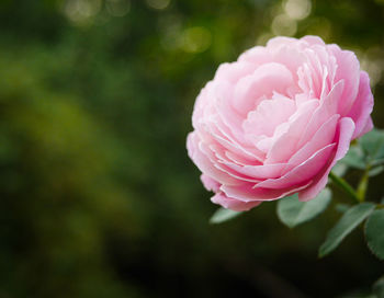 Close-up of pink rose