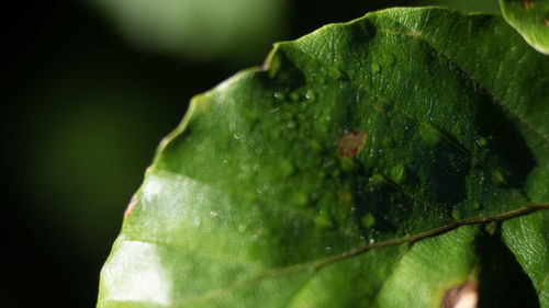 Close-up of wet leaf