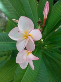 Close-up of frangipani on plant