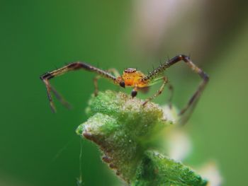 Close-up of insect on leaf