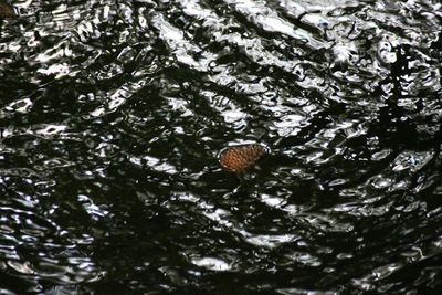 Close-up of snail