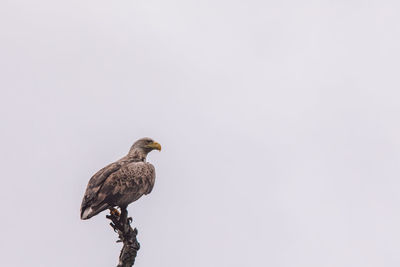 Low angle view of eagle perching on the sky