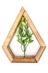 Close-up of plant against white background