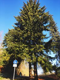 Low angle view of tree against sky