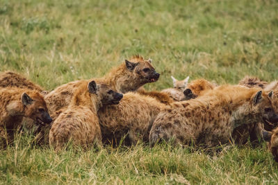 Hyenas on field