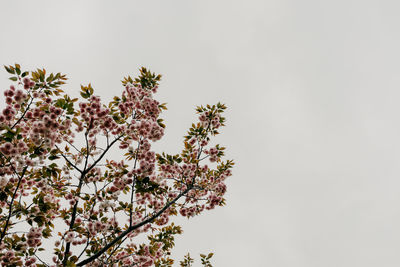 Low angle view of flowering plant against clear sky