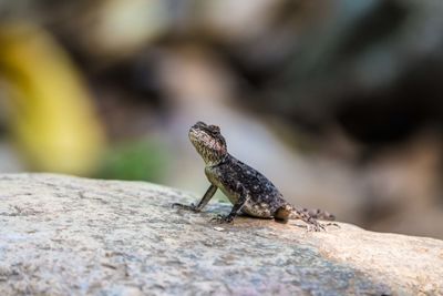 Close-up of lizard